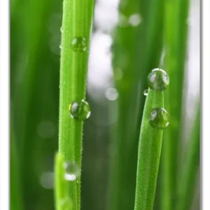 Selbstklebende Türtapete Wassertropfen an Grashalmen selbstklebende Folie, 93 x 205 cm Must-Have