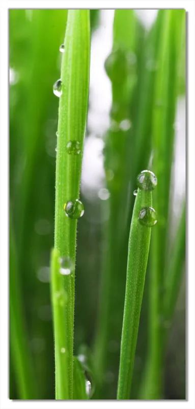 Selbstklebende Türtapete Wassertropfen an Grashalmen selbstklebende Folie, 93 x 205 cm Must-Have