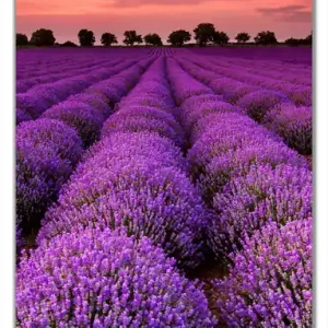 Sichere Zahlung Selbstklebende Türtapete Lavendelfeld unter rotem Himmel selbstklebende Folie mit Schutzlaminat, 93 x 205 cm
