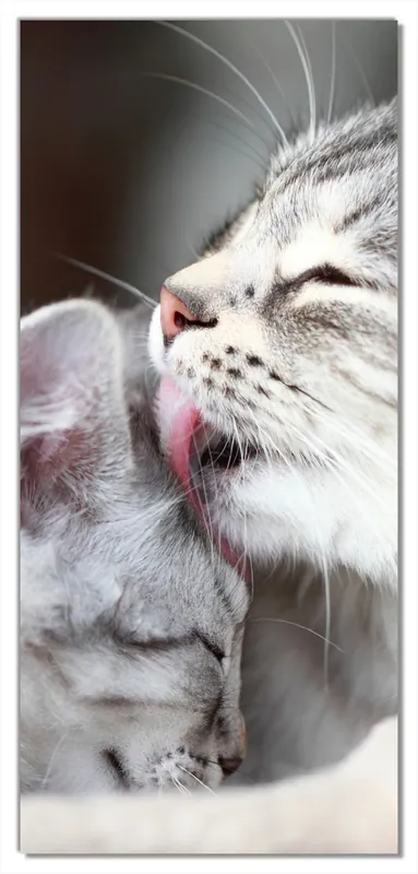 Selbstklebende Türtapete Süße kleine getigerte Katzenbabys selbstklebende Folie, 93 x 205 cm Aktuell