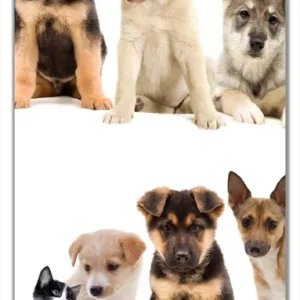 Meistverkauft Selbstklebende Türtapete Süße Haustiere - Katzen Hunde Hamster Küken selbstklebende Folie, 93 x 205 cm