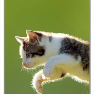 Bestpreis Selbstklebende Türtapete Süße Katze fängt Schmetterling im Grünen selbstklebende Folie, 93 x 205 cm