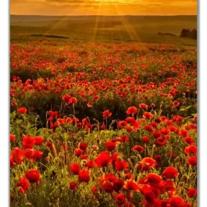 Selbstklebende Türtapete Mohnblumenwiese bei Sonnenuntergang am Abend selbstklebende Folie mit Schutzlaminat, 93 x 205 cm Knallerangebot