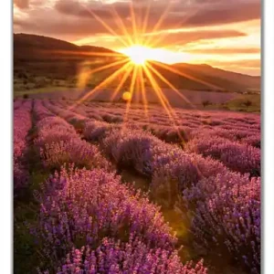 Selbstklebende Türtapete Lavendelfeld bei Sonnenuntergang - Sonnenstrahlen selbstklebende Folie mit Schutzlaminat, 93 x 205 cm Wochenendangebot