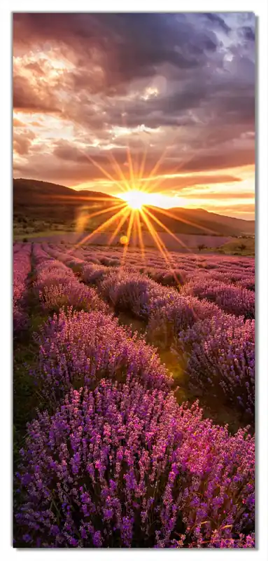 Selbstklebende Türtapete Lavendelfeld bei Sonnenuntergang - Sonnenstrahlen selbstklebende Folie mit Schutzlaminat, 93 x 205 cm Wochenendangebot
