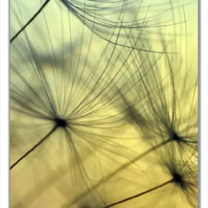 Jetzt Kaufen Selbstklebende Türtapete Samen der Pusteblume in Nahaufnahme vor blauem Himmel selbstklebende Folie, 93 x 205 cm