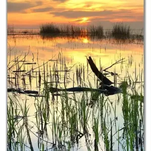 Selbstklebende Türtapete Schilf am Abend - Sonnenuntergang über der Seelandschaft selbstklebende Folie, 93 x 205 cm Finale Aktion