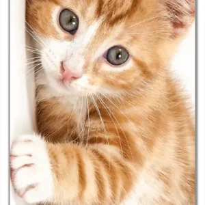 Selbstklebende Türtapete Süße Katze mit großen Augen - rot weiß getigert selbstklebende Folie mit Schutzlaminat, 93 x 205 cm Neu Im Sortiment