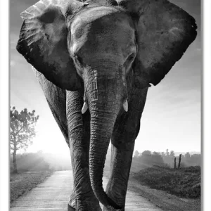 Abverkauf Selbstklebende Türtapete Elefant bei Sonnenaufgang in Afrika schwarzweiß selbstklebende Folie mit Schutzlaminat, 100 x 220 cm