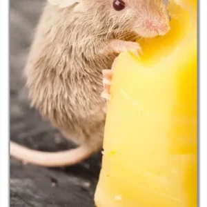 Jetzt Kaufen Selbstklebende Türtapete Süße Maus knabbert an einem Käse in der Küche selbstklebende Folie, 100 x 220 cm
