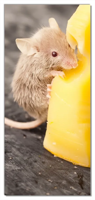 Selbstklebende Türtapete Süße Maus knabbert an einem Käse in der Küche selbstklebende Folie, 93 x 205 cm Billig