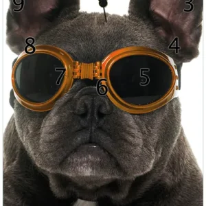 Bestseller Wanduhr aus Glas Cooler Hund mit Sonnenbrille in orange - Französische Bulldogge mit schwarzen Zeigern, 30 x 30 cm