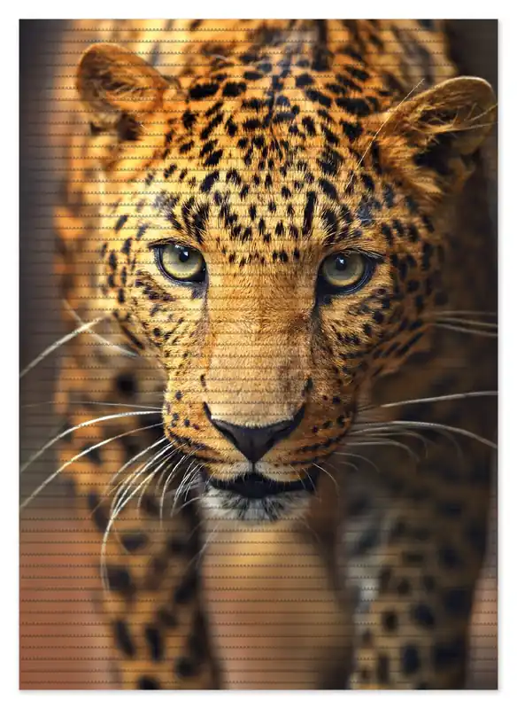 Duschmatte Leopard in Nahaufnahme beim Laufen 70 x 50 cm Must-Have