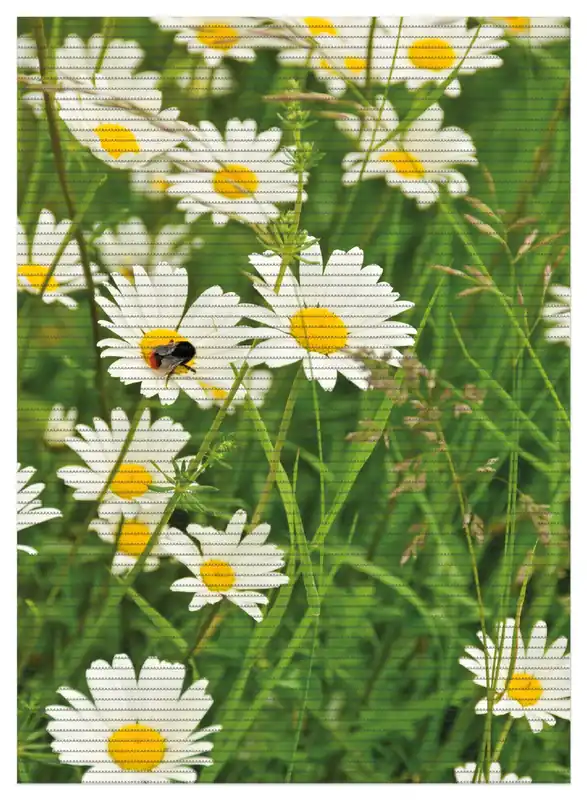 Duschmatte Margeritenwiese 90 x 65 cm Sale