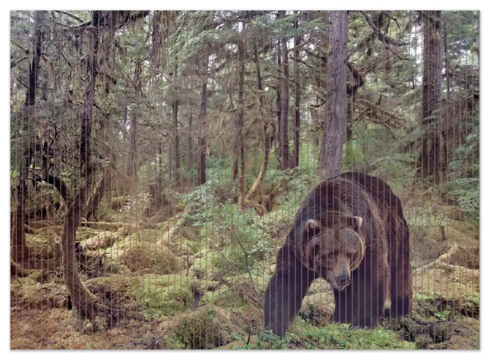 Kostenloser Rückversand Duschmatte Gefährlicher Grizzlybär im Wald 90 x 65 cm