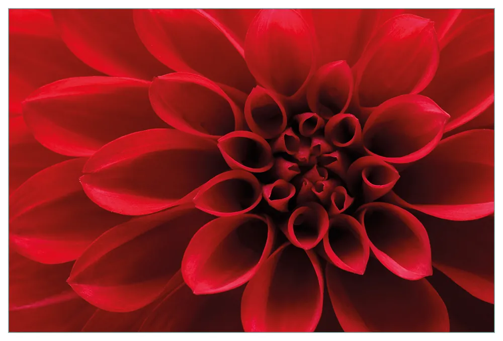 Küchenrückwand Rote Dahlienblüte in Nahaufnahme aus Glas, 125 x 50 cm Knallerangebot