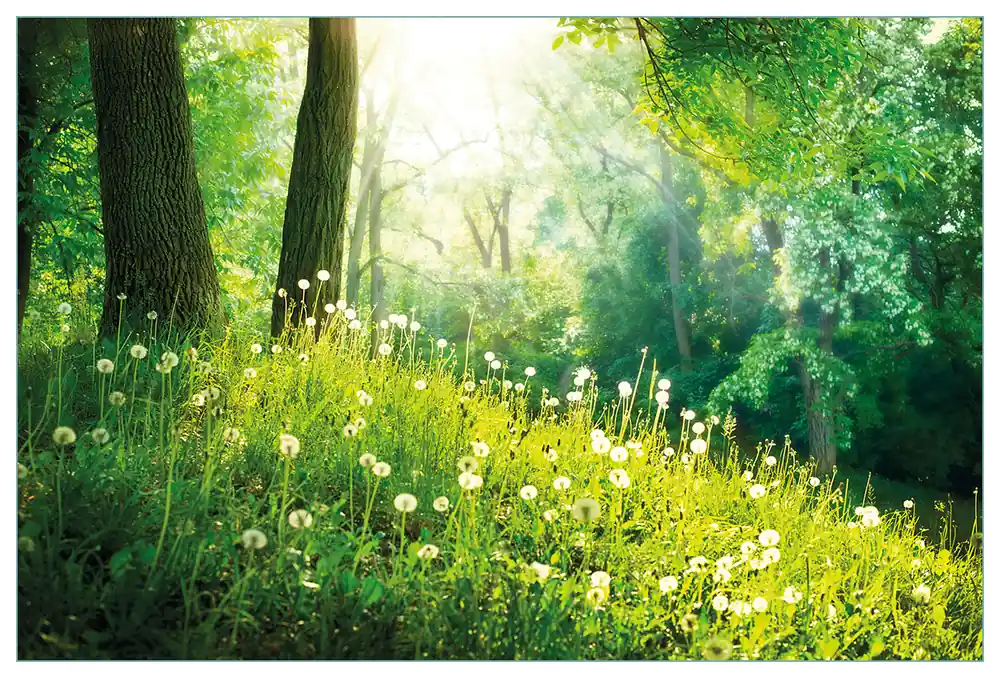 Küchenrückwand Pusteblumen im Wald mit einfallenden Sonnenstrahlen aus Glas, 125 x 50 cm Direktkauf
