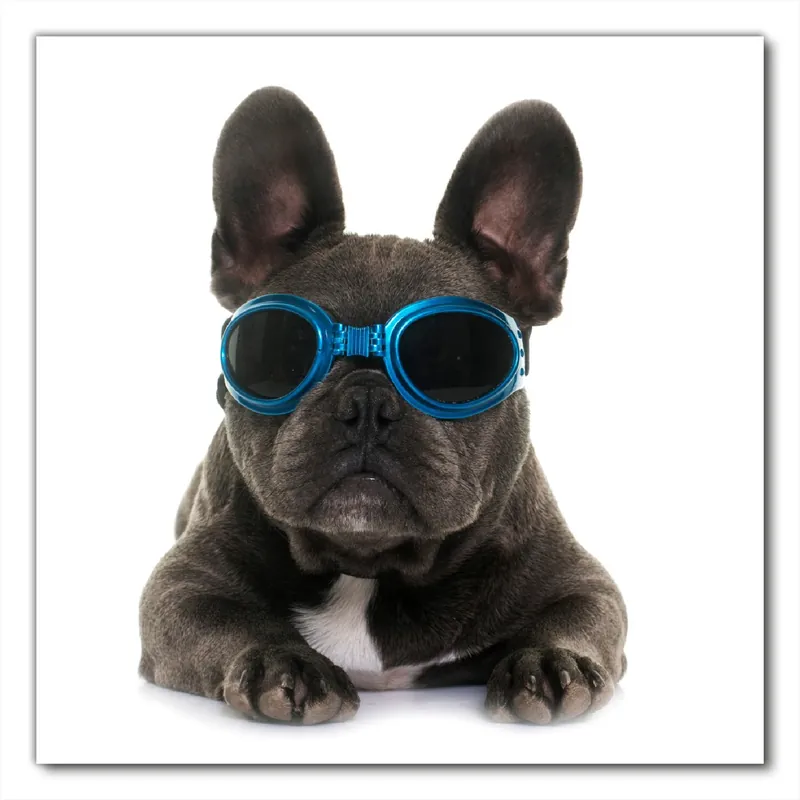 Selbstklebende Möbelfolie Cooler Hund mit Sonnenbrille in blau - Französische Bulldogge 50 x 50 cm Letzte Chance