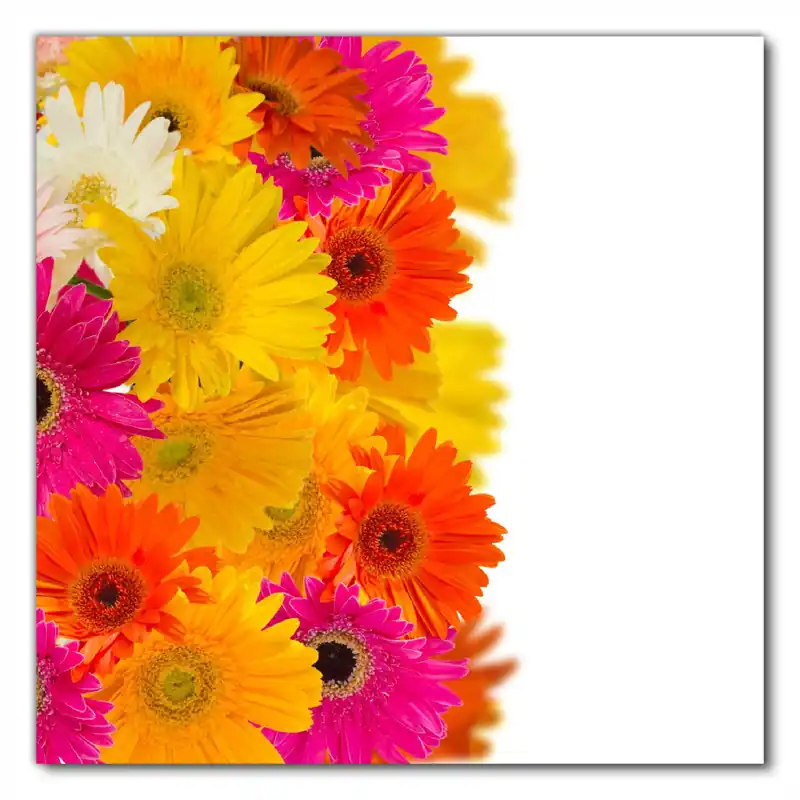 Jetzt Kaufen Selbstklebende Möbelfolie Bunte Gerberas vor weißem Hintergrund - pinke, gelbe, rote und weiße Blüten 60 x 60 cm