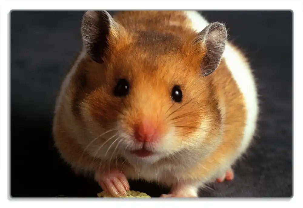Angebot Frühstücksbrettchen Putziger Hamster mit Nüssen zwischen den Pfoten 1 Stück