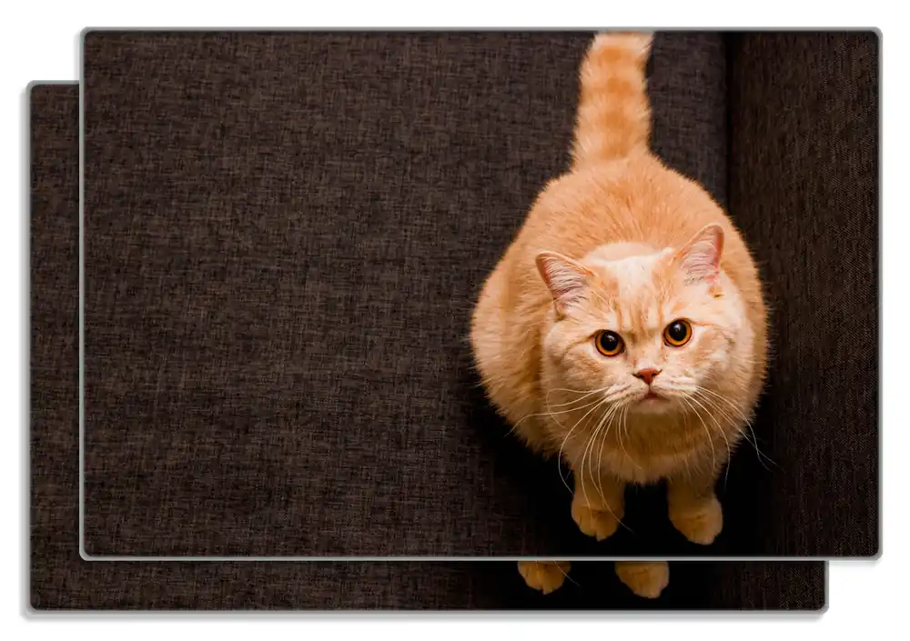 Expressversand Frühstücksbrettchen Rote Katze mit Blick nach oben 1 Stück