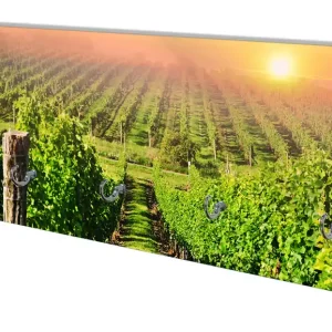 Wandgarderobe aus Glas Weinberg mit untergehender Sonne Highlight
