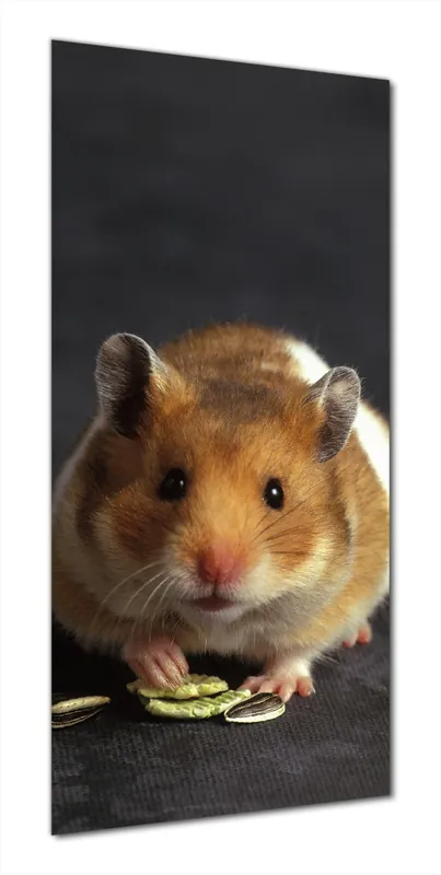 Duschrückwand Putziger Hamster mit Nüssen zwischen den Pfoten 90 x 180 cm Nur Für Kurze Zeit