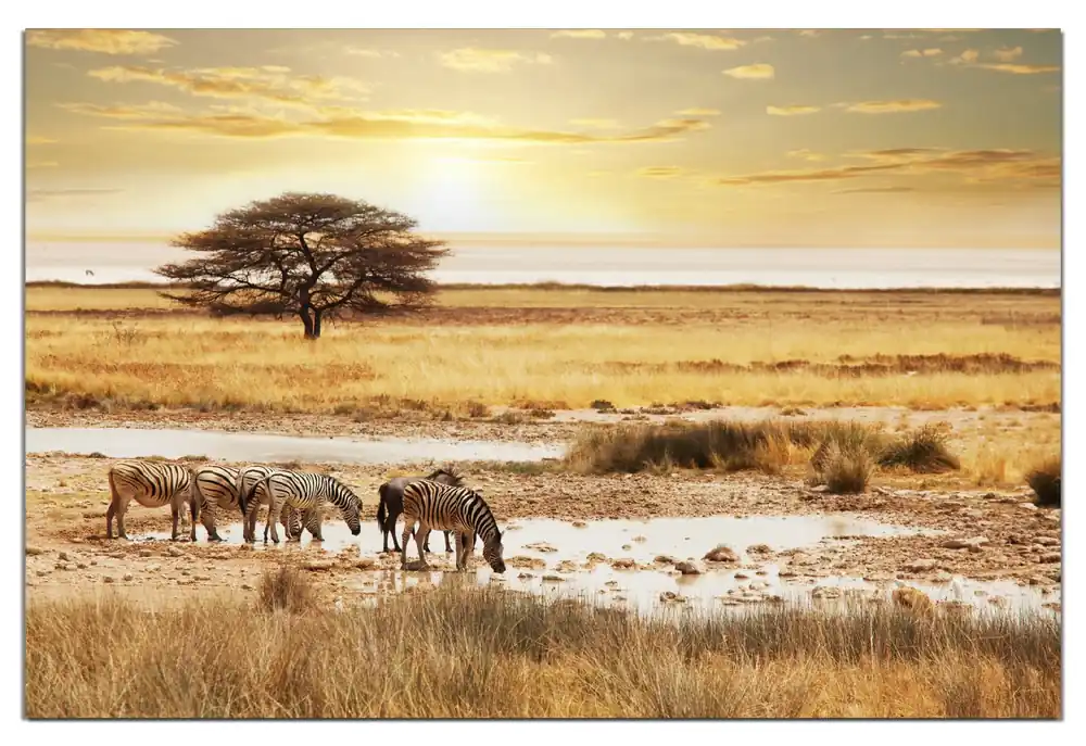 Rabatt Wasserfestes Poster Safari in Afrika eine Herde Zebras am Wasser 70 x 100 cm, selbstklebende Folie mit Schutzlaminat