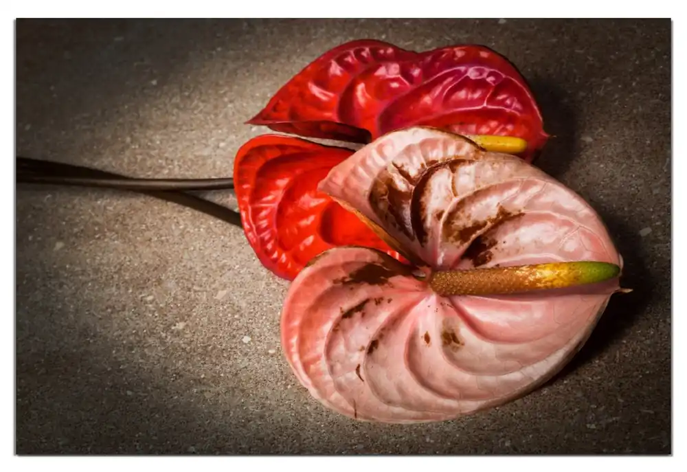 Meistverkauft Wasserfestes Poster Blüten einer Flamingoblume - Anthurie - auf schwarzem Marmor Rund. 90 cm Durchmesser, selbstklebende Folie mit Schutzlaminat