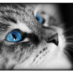 Angebot Wasserfestes Poster Schwarz-weiß getigerte Katze mit leuchtend blauen Augen 61 x 91,5 cm, selbstklebende Folie mit Schutzlaminat