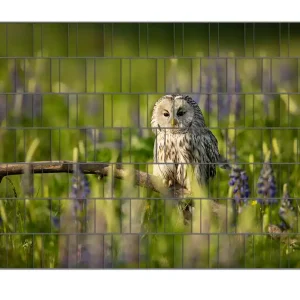 Top-Angebot Zaunsichtschutz Kauz im Blütenmeer Breite 200 cm x Höhe 200 cm