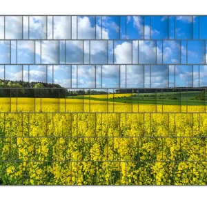 Echt Zaunsichtschutz Blühendes Rapsfeld Breite 200 cm x Höhe 200 cm