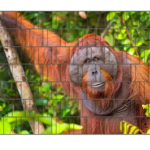 Angebot Zaunsichtschutz Orang-Utan im Regenwald Breite 200 cm x Höhe 200 cm