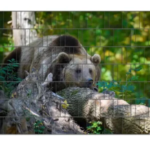 Zaunsichtschutz Bär im Wald Breite 200 cm x Höhe 140 cm Angebot