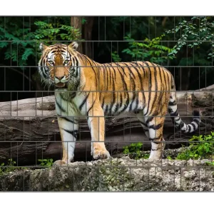 Neu Zaunsichtschutz Blick des Tigers Breite 250 cm x Höhe 180 cm