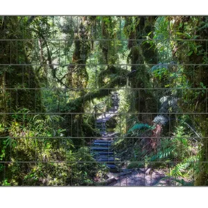 Knallerangebot Zaunsichtschutz Weg durch den Mooswald Breite 200 cm x Höhe 200 cm