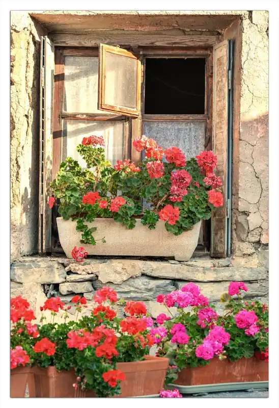 Poster Fenster mit Geranien 61 x 91,5 cm Direktkauf