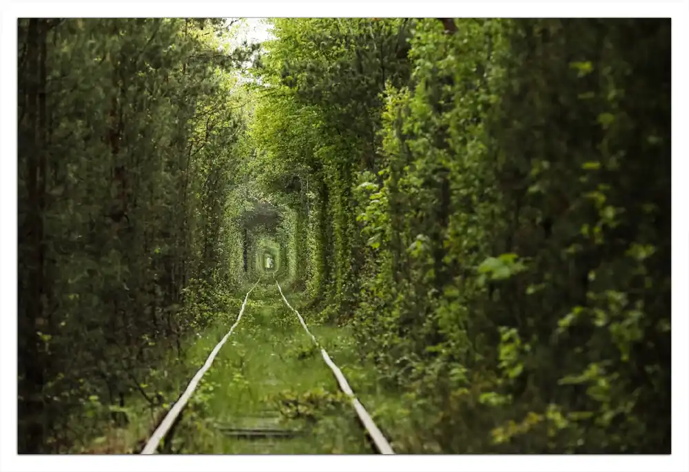 Poster Verwunschener Tunnel aus Bäumen 40 x 50 cm Gratis Versand