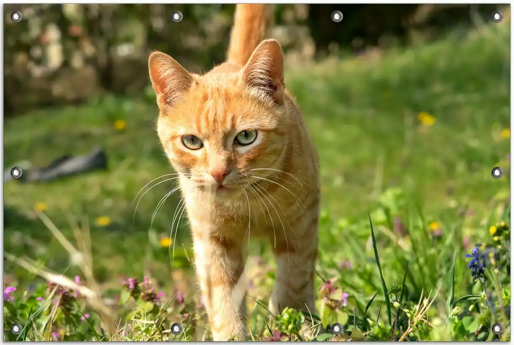 Gartenposter Neugierige Katze im Gras 80 x 120 cm Markenprodukt