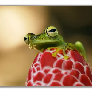 Bestpreis Glasbild Frosch sitzt auf einer Knospe 60 x 90 cm