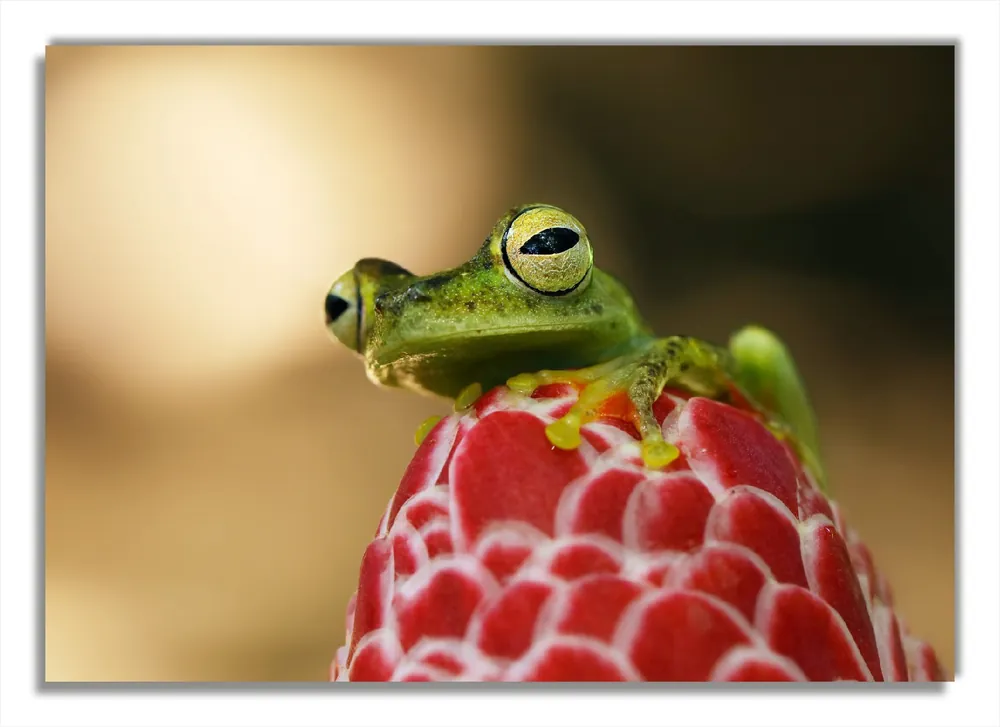 Glasbild Frosch sitzt auf einer Knospe 70 x 100 cm Neuheit