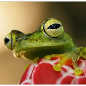Memoboard Frosch sitzt auf einer Knospe 32 x 80 cm, aus Glas Begrenztes Angebot