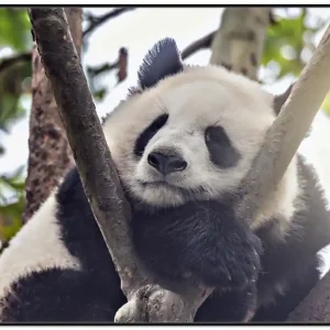 Direkt Vom Hersteller Poster Schlafender Panda in einem Baum 61 x 91,5 cm, mit rahmenlosem Bildhalter