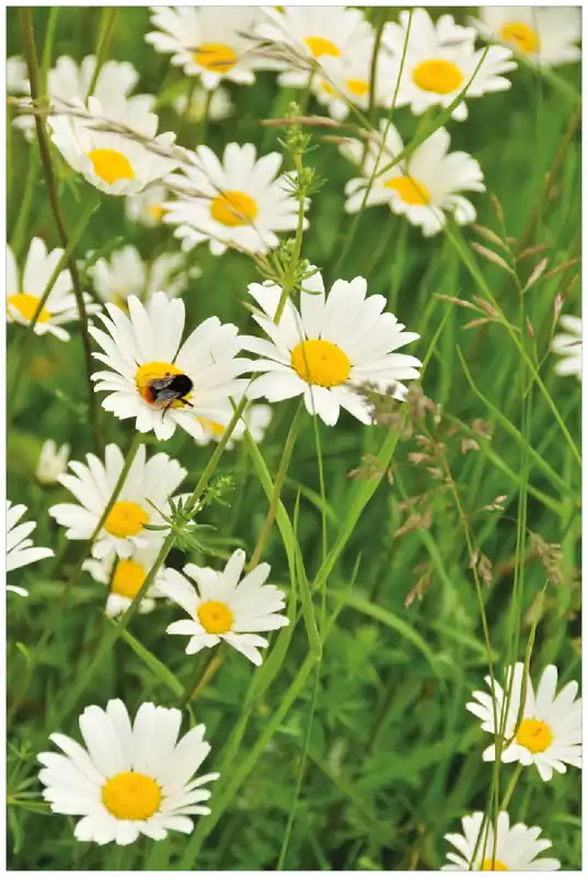 Poster Margeritenwiese 40 x 50 cm, mit schwarzem Aluminiumrahmen Aktuell