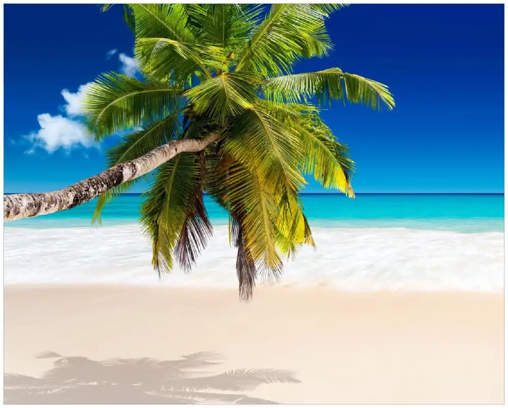 Poster Südseestrand in der Karibik mit Palme 61 x 91,5 cm Preisknaller