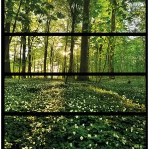Möbelfolie Waldanemonen und Sonnenstrahlen im Wald 4 Teile à 20 x 80 cm Top-Preis