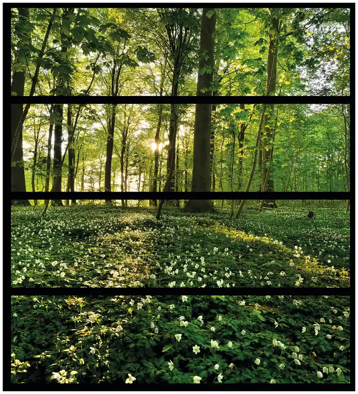 Möbelfolie Waldanemonen und Sonnenstrahlen im Wald 4 Teile à 20 x 80 cm Top-Preis