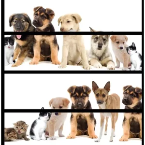 Möbelfolie Süße Haustiere - Katzen Hunde Hamster Küken 4 Teile à 20 x 80 cm Preisknaller