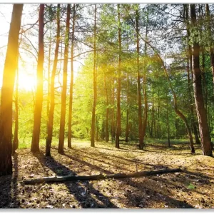 Bestpreis Glasunterlage Sonnenstrahlen tief hinter dem Wald 30 x 40 cm