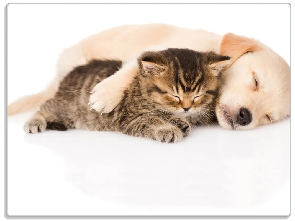 Beliebt Glasunterlage Katze und Hund in Harmonie - Kuschelnde Tiere 30 x 40 cm